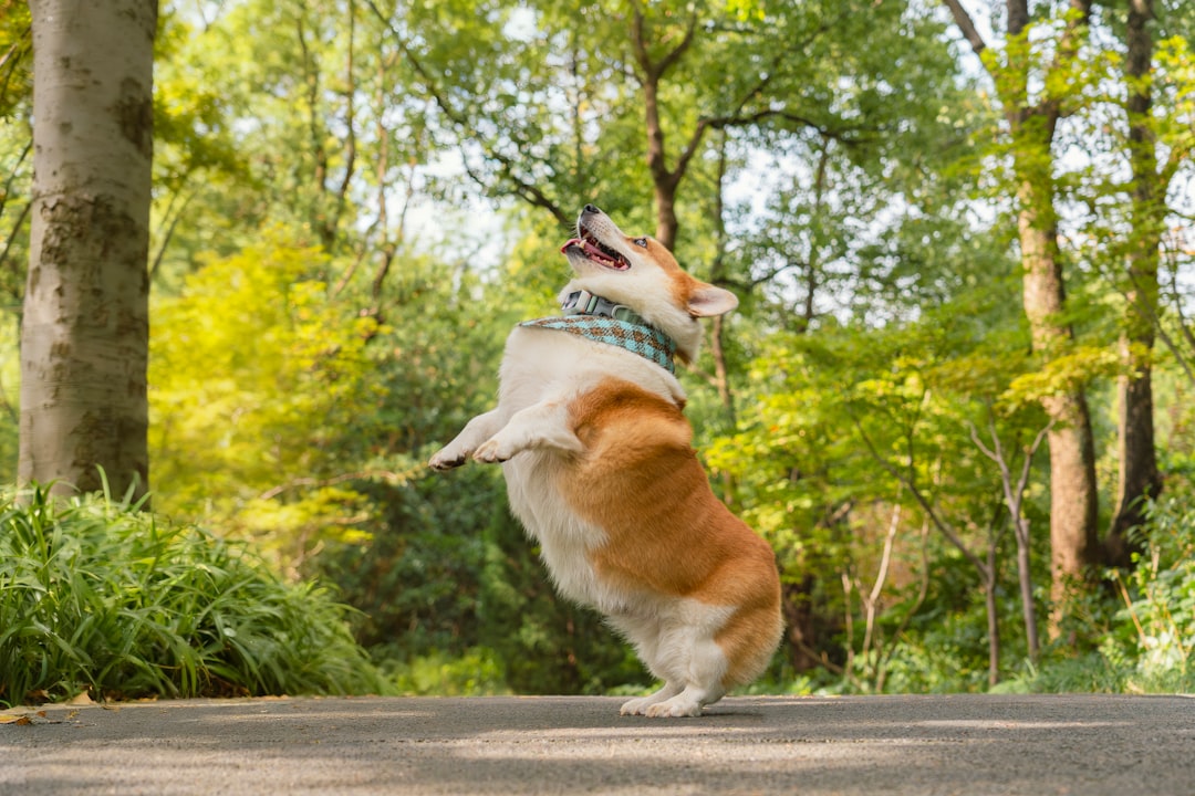 Mastering the First Impression: Your intriguing post title goes here A corgi dog wearing a bandana jumps playfully outdoors in a park surrounded by lush green trees and nature, with its tongue out and looking happy.