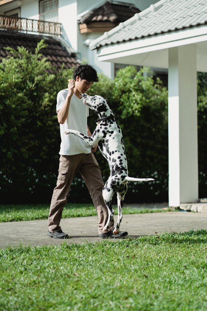 Crafting Captivating Headlines: Your awesome post title goes here Dalmatian dog jumping on owner outdoors in a playful training session.