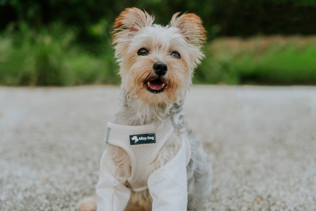 The Art of Drawing Readers In: Your attractive post title goes here A small dog wearing a harness and light - colored clothing sits outdoors. With its mouth open and tongue out, it looks happy and cute in a park setting.