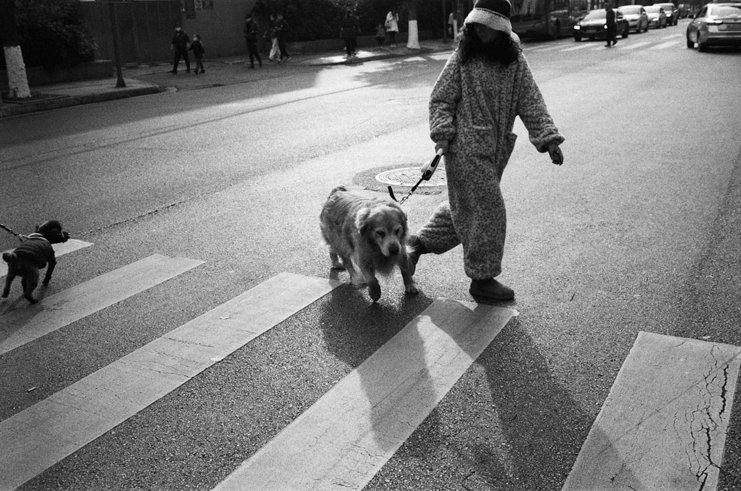 a-person-walking-two-dogs-down-a-street-h8k4rc27ja0